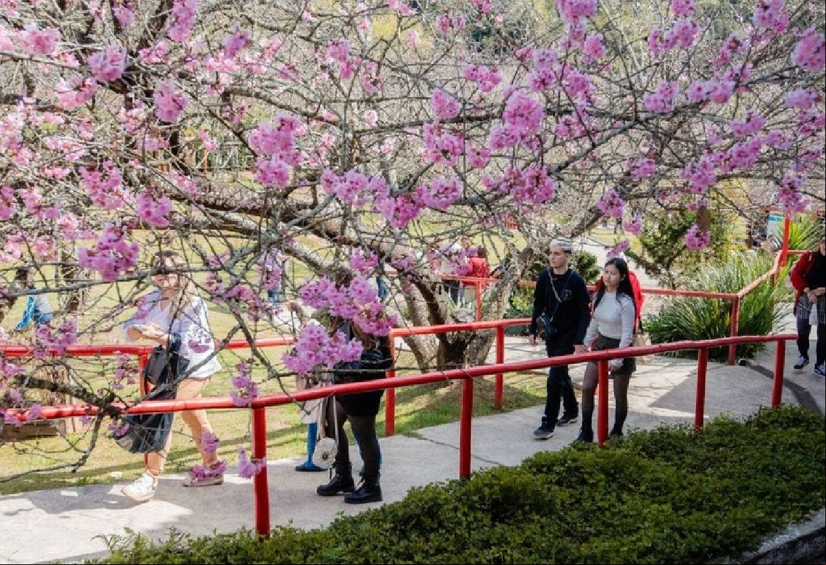 Campos do Jordão se prepara para ‘54ª Festa da Cerejeira em Flor’ em julho